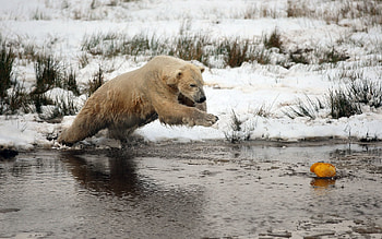 Animals, Water, Rivers, Grass, Polar Bear HD wallpaper