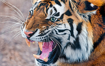 Animals, Aggression, Grin, Muzzle, Tiger, Anger HD wallpaper