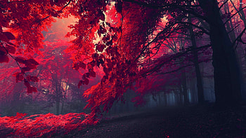 Red forest, Trees HD wallpaper