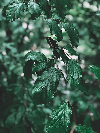 Nature, Leaves, Drops, Branch HD phone wallpaper