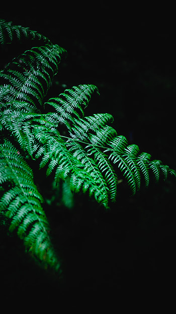 Plant, Macro, Dark, Fern, Branch HD phone wallpaper