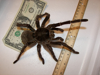 Goliath Bird Eating Spider, goliath, eating, spider, bird HD wallpaper