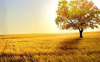 Landscape, Trees, Fields HD wallpaper