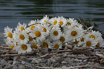 Daisies, flowers HD wallpaper