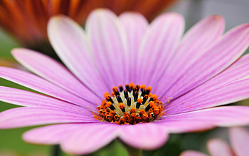 Flower, Macro, Petals, Lines HD wallpaper