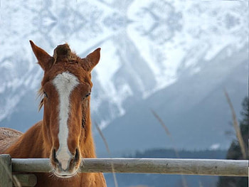 Winter White in the Pemberton Valley, British Columbia, Canada, winter, columbia, horse, british, valley, fence, canada, pemberton HD wallpaper
