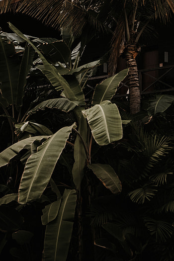 Nature, Leaves, Plant, Tropical, Exotic HD phone wallpaper