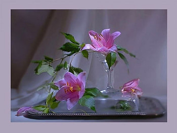 lily, soft, glass, pink, trio HD wallpaper