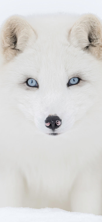 Animal, Arctic Fox HD phone wallpaper