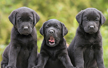 Black lab , Computer screens, Stunning visuals, Canine charm HD wallpaper