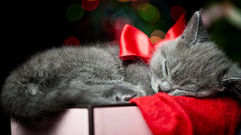 Christmas kitten delight, Festive feline joy, Holiday cheer, Whiskered wonderland HD wallpaper