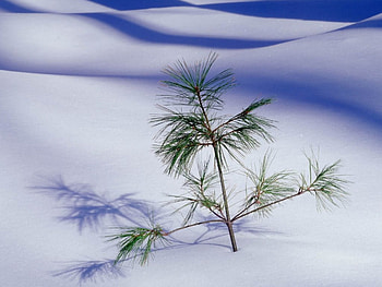 frost winter plant, winter, frost, plant HD wallpaper