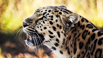Leopard, animals, cats, cute, beautiful HD wallpaper