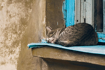 Cat, kitten, sweet, kitty, cats, cute, beautiful, paws, sleeping, beauty, cat face, pretty, animals, face, lovely, hat HD wallpaper