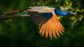 Indian peacock , Striking design, Vibrant colors, Stunning HD wallpaper