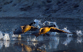 Animals, Geese, Water, Drops, Spray, Basin, Takeoff, Take-Off HD wallpaper