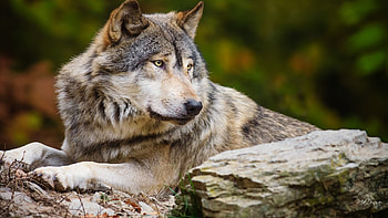 Watching Wolf, dog, woods, fall, autumn, canine, wolf, wild, forest HD wallpaper
