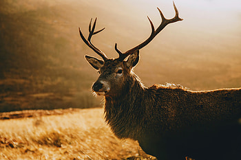 Deer morning landscape, 87 HD wallpaper