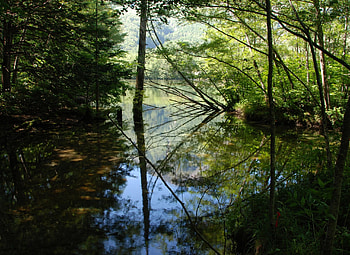 Nature, Water, Trees, Lake, Reflection, Forest, Shadows HD wallpaper