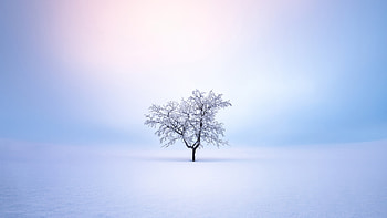 Winter Trees Snow , winter, trees, snow, nature HD wallpaper