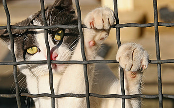 Cat, animal, yellow eyes, white, paw HD wallpaper