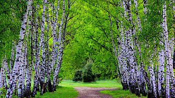 Birch forest, lush, path, beautiful, grass, birch, green, young, forestry, forest, greentrees HD wallpaper