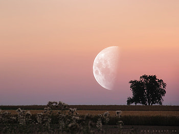 Rose sky, trees, moon HD wallpaper