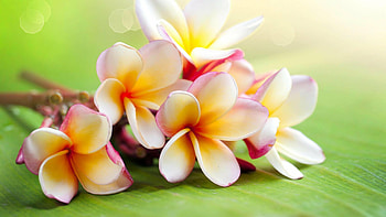 Bouquet, Plumeria HD wallpaper