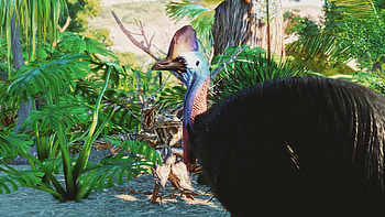 Southern cassowary, Unique appearance, Colorful casque, Elusive creature HD wallpaper