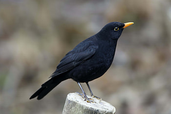 Animals, Bird, Beak, Crow HD wallpaper