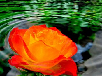 Elemental rose, roses, 3d HD wallpaper