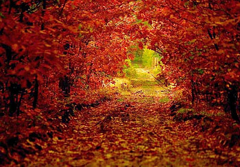 Autumn arches, arches, gree, light leaves, red, trees, autumn, orange, gold HD wallpaper