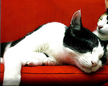 Cats napping, red, cute, cat, couch, sleeping HD wallpaper