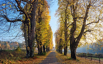 Avenue in Switzerland, trees, Switzerland, alley, avenue, autumn HD wallpaper