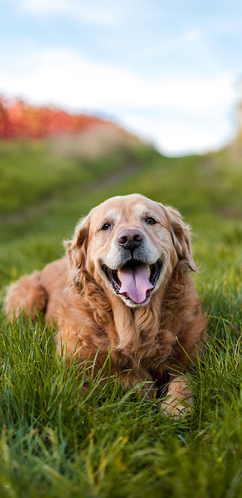 Golden Retriever, Captivating Samsung Galaxy , Visual masterpiece, Unforgettable beauty HD phone wallpaper