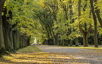 Avenue, trees, road, alley, autumn HD wallpaper