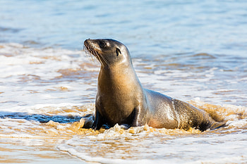 Sea Lion, sea, lion, water, beach HD wallpaper