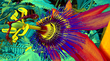 Friendship Love, tenderness, colorful, loving, glow, caring, beauty, flower, sweetness, romantic HD wallpaper
