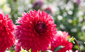 Dahlias, bud, petals, dahalis, flowers, bloom HD wallpaper