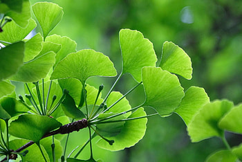 Ginkgo biloba, Alti ppin, Permaculture HD wallpaper