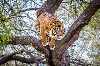 Animals, Wood, Tree, Predator, Tiger HD wallpaper