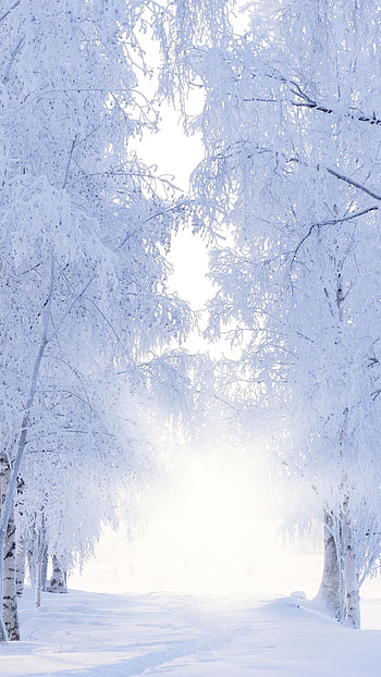 Winter Background, Winter Forest HD phone wallpaper