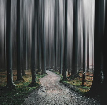 Pathway, big trees, forest, nature HD wallpaper