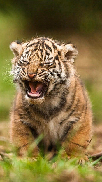 Cute cub, , quality, -perfect moments HD phone wallpaper