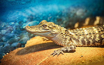 68 crocodile , Nature-inspired, Breathtaking ry, Close-up shots HD wallpaper