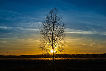 Leafless tree, silhouette, landscape, sunset HD wallpaper