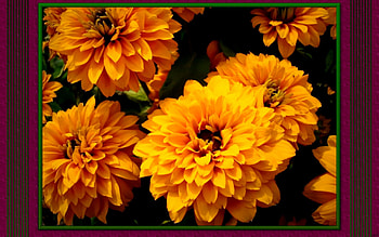 Black eyed Susan 2, summer, black eyed susan, flowers, , graph, bloom, blossom HD wallpaper