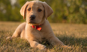 Dog, sweet, pay, dogs, puppies, cute, beautiful, beauty, playful, playful dog, puppy, dog face, pretty, animals, face, bubbles, lovely HD wallpaper