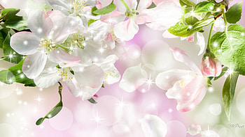 Sunshine Brings Spring Beauty, stars, sparkles, spring, pink, leaves, blossoms, shine, sakura, flowers, fragrant HD wallpaper
