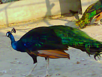 Peacock, colorful, birds, animals HD wallpaper